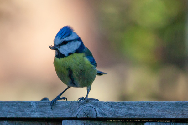 On the Fence