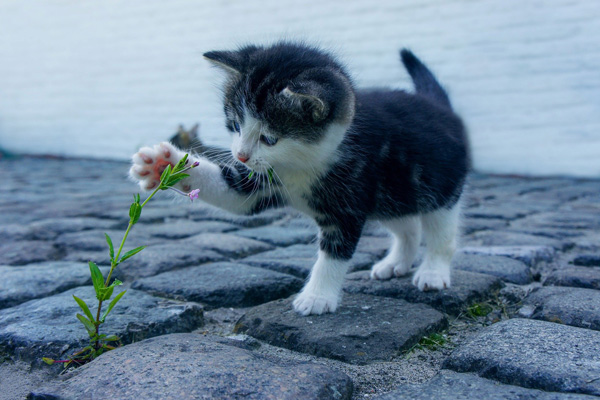 Engineers, we’re all just curious cats, aren't we?